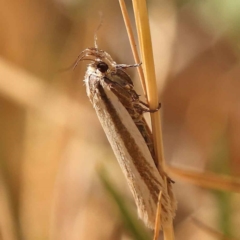 Philobota pilipes (A concealer moth) at Turner, ACT - 10 Oct 2023 by ConBoekel