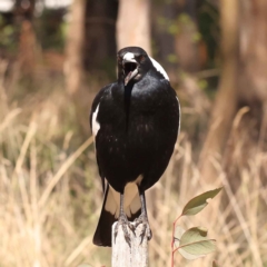 Gymnorhina tibicen (Australian Magpie) at Sullivans Creek, Turner - 10 Oct 2023 by ConBoekel