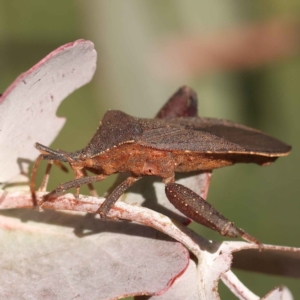 Amorbus sp. (genus) at Turner, ACT - 10 Oct 2023 03:23 PM