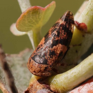 Eurymeloides adspersa at Turner, ACT - 10 Oct 2023