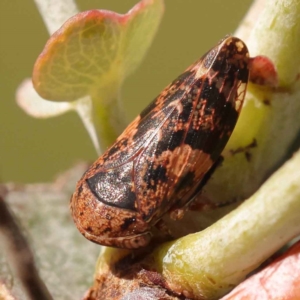 Eurymeloides adspersa at Turner, ACT - 10 Oct 2023 03:24 PM