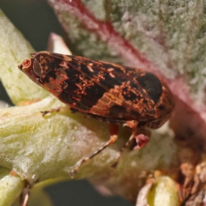 Eurymeloides adspersa at Turner, ACT - 10 Oct 2023 03:24 PM