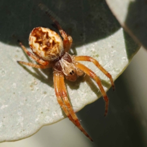 Araneus hamiltoni at Turner, ACT - 10 Oct 2023