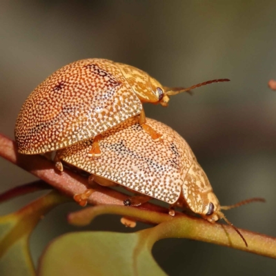 Paropsis atomaria (Eucalyptus leaf beetle) at Turner, ACT - 10 Oct 2023 by ConBoekel