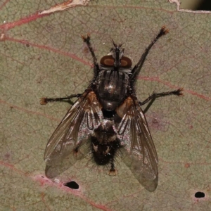 Tachinidae (family) at Turner, ACT - 10 Oct 2023