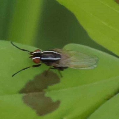 Poecilohetaerus aquilus (A lauxaniid fly) at Turner, ACT - 10 Oct 2023 by ConBoekel