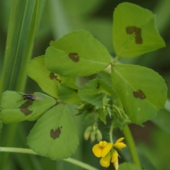 Medicago arabica (Spotted Burr Medic) at Turner, ACT - 10 Oct 2023 by ConBoekel