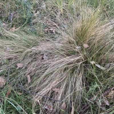 Nassella trichotoma (Serrated Tussock) at Hackett, ACT - 11 Oct 2023 by waltraud