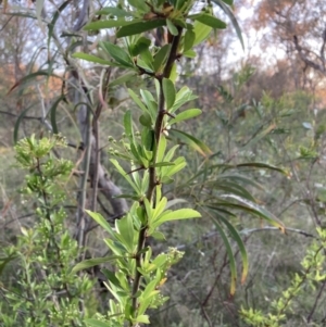 Pyracantha fortuneana at Hackett, ACT - 11 Oct 2023 06:59 PM