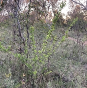 Pyracantha fortuneana at Hackett, ACT - 11 Oct 2023 06:59 PM