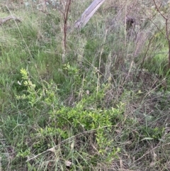 Pyracantha fortuneana at Hackett, ACT - 11 Oct 2023 06:59 PM