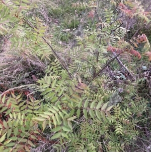 Pistacia chinensis at Mount Majura - 11 Oct 2023 07:14 PM