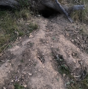 Oryctolagus cuniculus at Majura, ACT - 11 Oct 2023