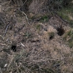 Oryctolagus cuniculus at Majura, ACT - 11 Oct 2023