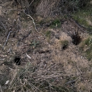 Oryctolagus cuniculus at Majura, ACT - 11 Oct 2023