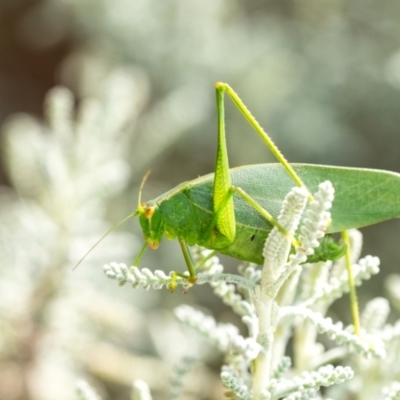 Caedicia simplex (Common Garden Katydid) at Penrose, NSW - 10 Oct 2023 by Aussiegall