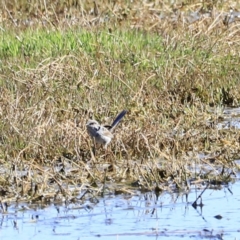 Malurus cyaneus (Superb Fairywren) at Fyshwick, ACT - 11 Oct 2023 by JimL