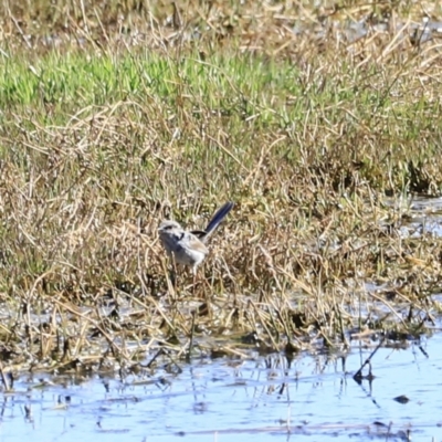 Malurus cyaneus (Superb Fairywren) at Jerrabomberra Wetlands - 11 Oct 2023 by JimL