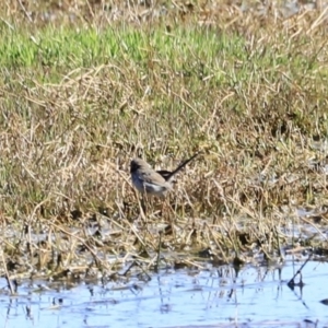 Malurus cyaneus at Fyshwick, ACT - 11 Oct 2023