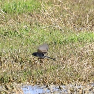 Malurus cyaneus at Fyshwick, ACT - 11 Oct 2023