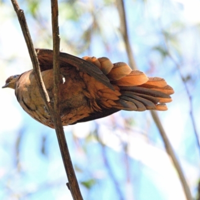 Macropygia phasianella (Brown Cuckoo-dove) at Tahmoor, NSW - 7 Oct 2023 by Freebird