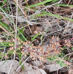 Lomandra multiflora (Many-flowered Matrush) at Isaacs Ridge - 12 Oct 2023 by Mike