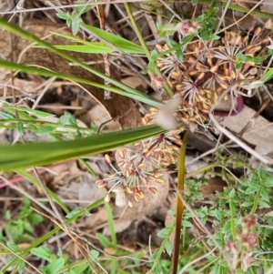 Lomandra multiflora at Jerrabomberra, ACT - 12 Oct 2023