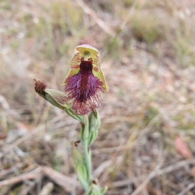 Calochilus platychilus (Purple Beard Orchid) at Canberra Central, ACT - 12 Oct 2023 by Bubbles