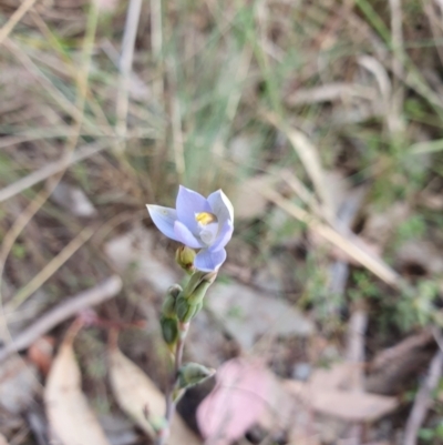 Thelymitra sp. (pauciflora complex) (Sun Orchid) at Canberra Central, ACT - 12 Oct 2023 by Bubbles