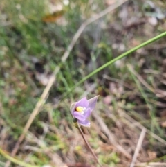 Thelymitra sp. (pauciflora complex) (Sun Orchid) at Canberra Central, ACT - 12 Oct 2023 by Bubbles