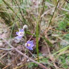 Thelymitra brevifolia (Short-leaf Sun Orchid) at Canberra Central, ACT - 12 Oct 2023 by Bubbles