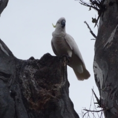 Cacatua galerita (Sulphur-crested Cockatoo) at O'Malley, ACT - 3 Oct 2023 by Mike