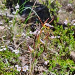 Lyperanthus suaveolens (Brown Beaks) at Canberra Central, ACT - 8 Oct 2023 by Bubbles