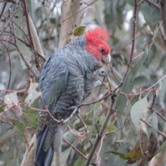 Callocephalon fimbriatum (Gang-gang Cockatoo) at O'Malley, ACT - 4 Oct 2023 by Mike