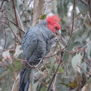 Callocephalon fimbriatum at O'Malley, ACT - suppressed