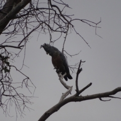 Callocephalon fimbriatum (Gang-gang Cockatoo) at O'Malley, ACT - 4 Oct 2023 by Mike
