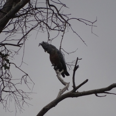 Callocephalon fimbriatum (Gang-gang Cockatoo) at O'Malley, ACT - 3 Oct 2023 by Mike