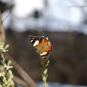 Vanessa itea at Tuggeranong, ACT - 6 Oct 2023