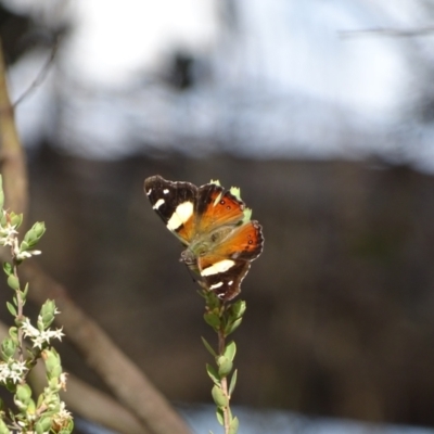 Vanessa itea (Yellow Admiral) at Tuggeranong, ACT - 6 Oct 2023 by Mike
