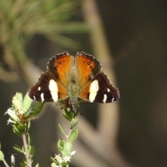 Vanessa itea at Tuggeranong, ACT - 6 Oct 2023