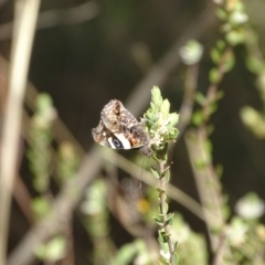 Vanessa itea at Tuggeranong, ACT - 6 Oct 2023