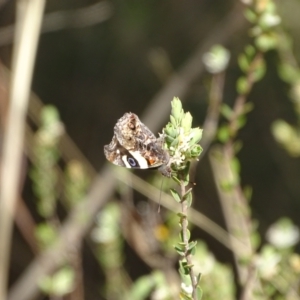 Vanessa itea at Tuggeranong, ACT - 6 Oct 2023