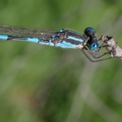 Austrolestes leda (Wandering Ringtail) at Murrumbateman, NSW - 7 Oct 2023 by SimoneC