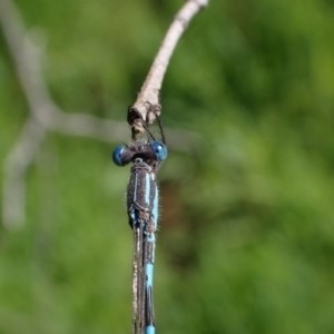 Austrolestes leda at Murrumbateman, NSW - 7 Oct 2023