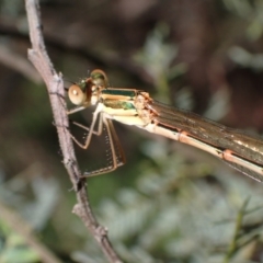 Austrolestes analis (Slender Ringtail) at Murrumbateman, NSW - 7 Oct 2023 by SimoneC