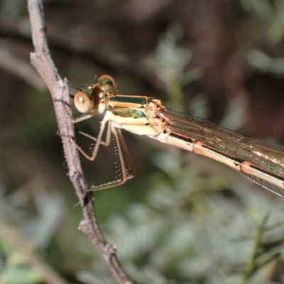 Austrolestes analis (Slender Ringtail) at Murrumbateman, NSW - 7 Oct 2023 by SimoneC