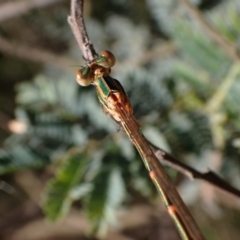 Austrolestes analis at Murrumbateman, NSW - 7 Oct 2023