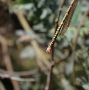 Austrolestes analis at Murrumbateman, NSW - 7 Oct 2023 03:16 PM