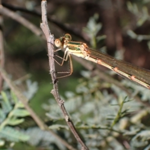 Austrolestes analis at Murrumbateman, NSW - 7 Oct 2023 03:16 PM