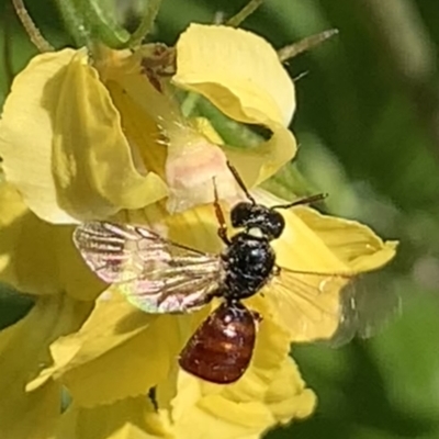 Exoneura sp. (genus) (A reed bee) at Dulwich Hill, NSW - 25 Sep 2023 by JudeWright